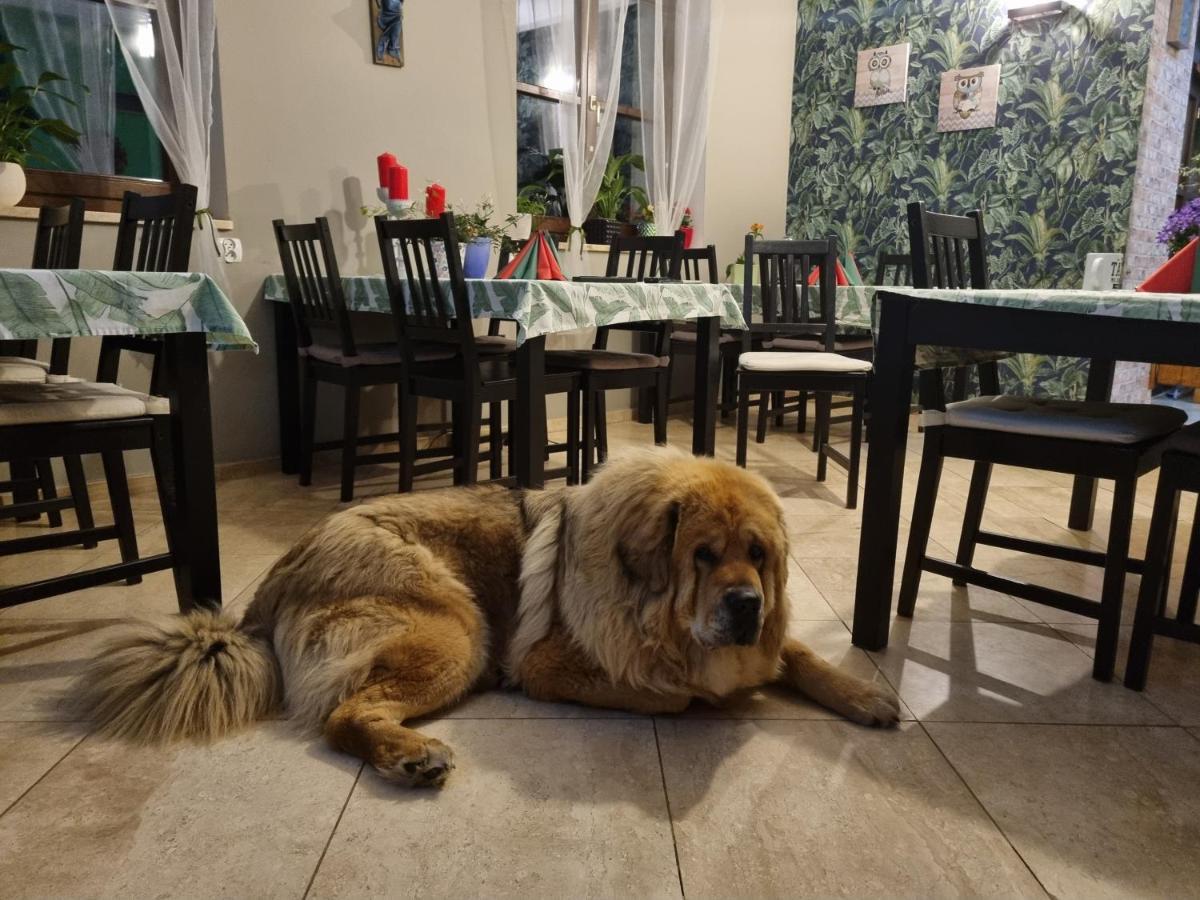 Dom Supelek Bed & Breakfast Duszniki Zdrój Eksteriør bilde